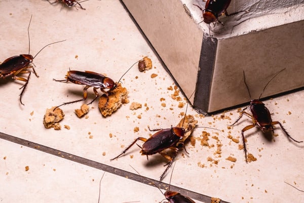 Book Cockroach Fumigation