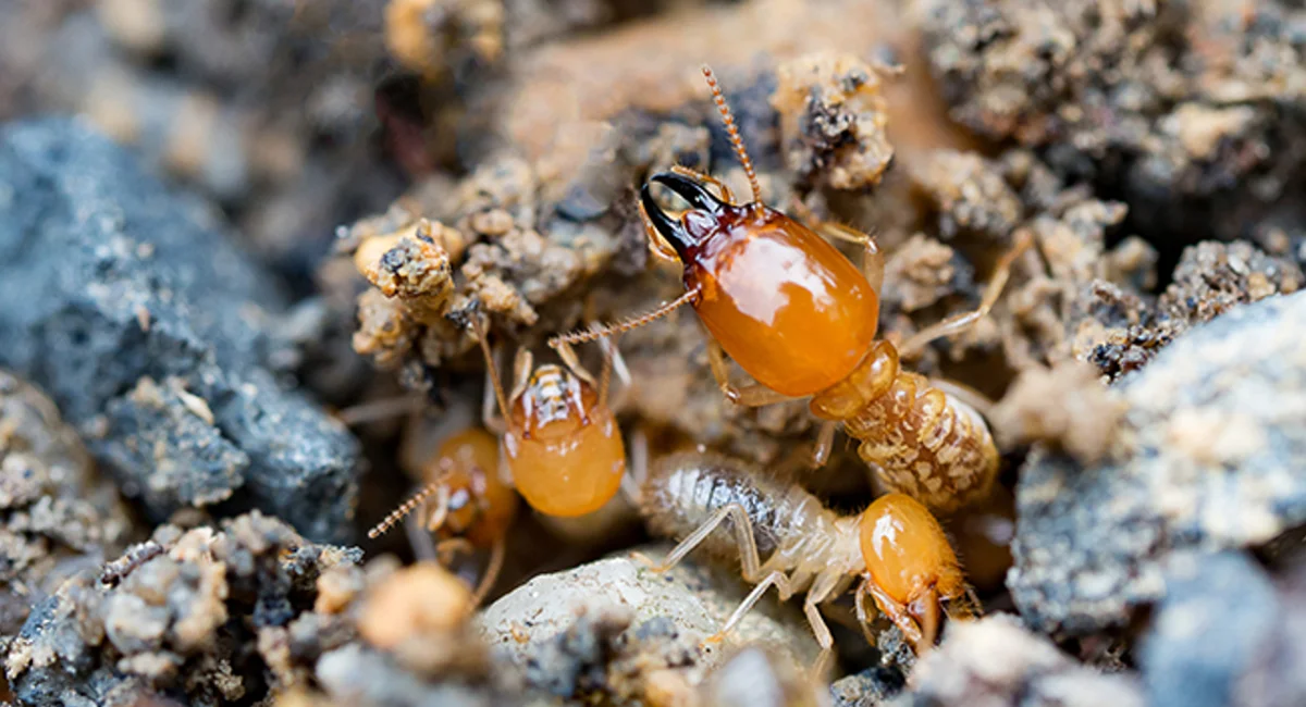 Termite Proofing Services