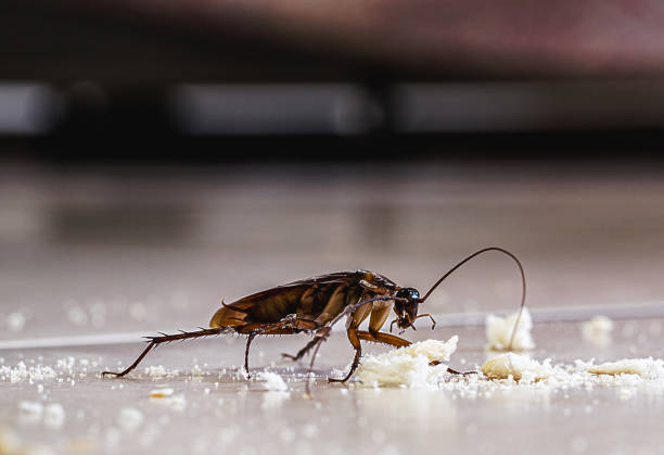 Cockroach Fumigation Services