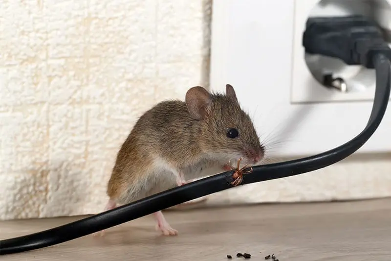 Professional Rodent Elimination